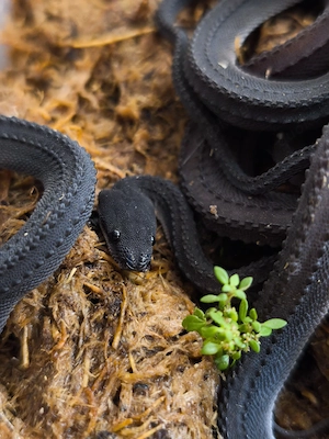 Xenodermus Javanicus (Drachen schlange)