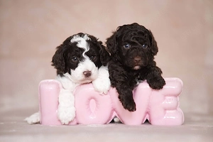 Zwergpudel Welpen  Bild 2