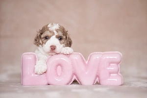 Zwergpudel Welpen  Bild 3