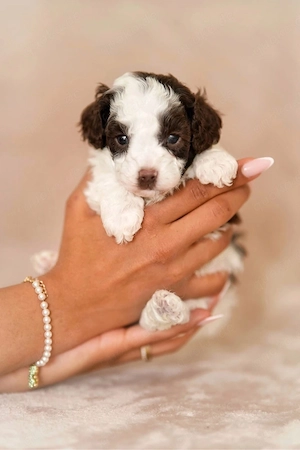 Zwergpudel Welpen  Bild 5