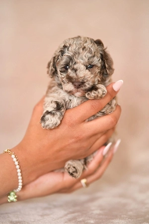 Zwergpudel Welpen  Bild 4