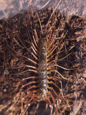 Thereuopoda sp. (Indonesien) 