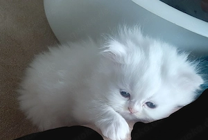 Persisches Baby katzen 