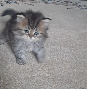Persisches Baby katzen 