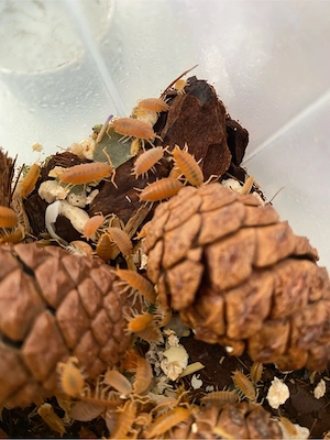 Orange Kuba Asseln (ca. 50 Tiere 5 euro )