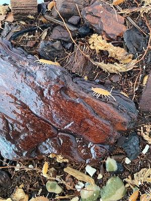 Orange Kuba Asseln (50 Tiere 5 euro ) Bild 2
