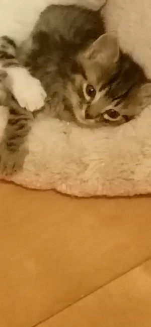 Süße Kitten suchen ein liebevolles Zuhause