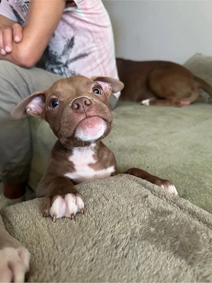 Wunderschöner American Pocket Bully Rüde 
