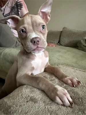 Wunderschöne American Pocket Bully Hündin  Bild 4