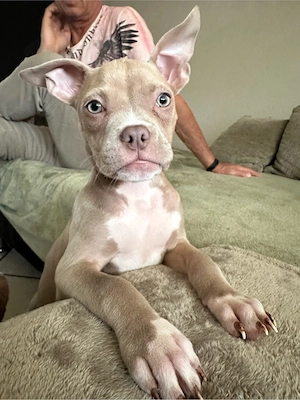 Wunderschöne American Pocket Bully Hündin 