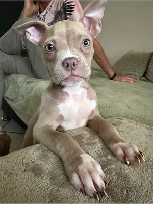 Wunderschöne American Pocket Bully Hündin  Bild 8