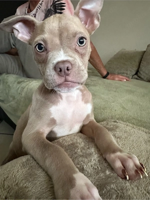 Wunderschöne American Pocket Bully Hündin  Bild 6