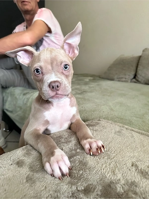 Wunderschöne American Pocket Bully Hündin  Bild 2
