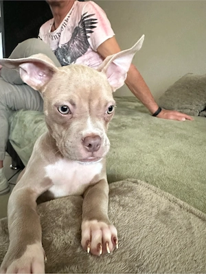 Wunderschöne American Pocket Bully Hündin 