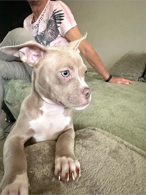 Wunderschöne American Pocket Bully Hündin  Bild 7