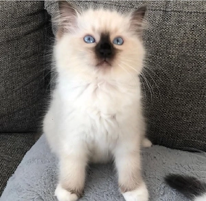 Ragdoll Kitten Bild 2