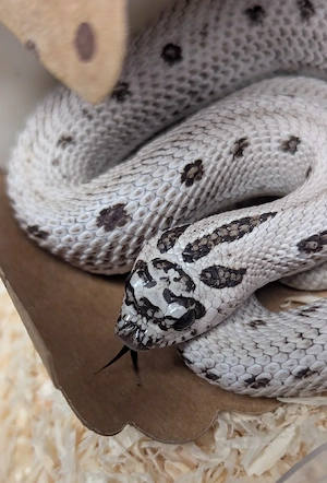 Superarctic Snow, Arctic Axanthic Conda het Albino - Heterodon nasicus Hakennasennatter