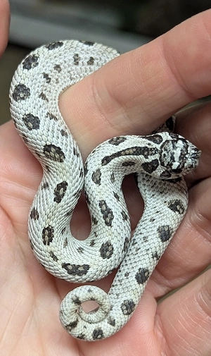 Superarctic Snow, Arctic Axanthic Conda het Albino - Heterodon nasicus Hakennasennatter
