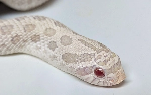 Arctic Snow, Superarctic Snow, Arctic Axanthic Conda het Albino - Heterodon nasicus Hakennasennatter