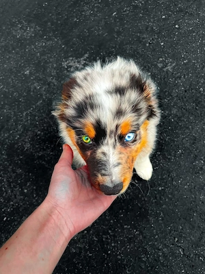 Süße und liebenswerte australische Schäferhundwelpen suchen ein neues Zuhause.