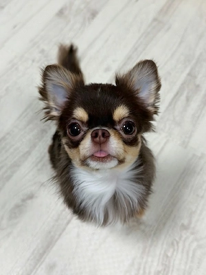 entzückender Chihuahua-Welpe Bild 2