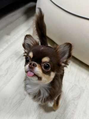 entzückender Chihuahua-Welpe Bild 3