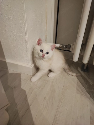 Bkh-Mix Kitten ab Ende April abgabebereit (3 Monate) München Bild 4