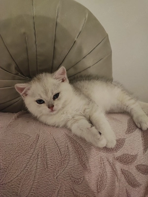 Bkh-Mix Kitten ab Ende April abgabebereit (3 Monate) München Bild 3