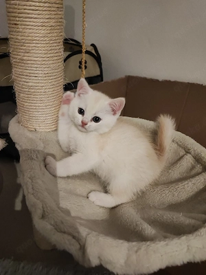 Bkh-Mix Kitten ab Ende April abgabebereit (3 Monate) München Bild 2