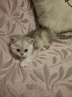 Bkh-Mix Kitten ab Ende April abgabebereit (3 Monate) München Bild 5