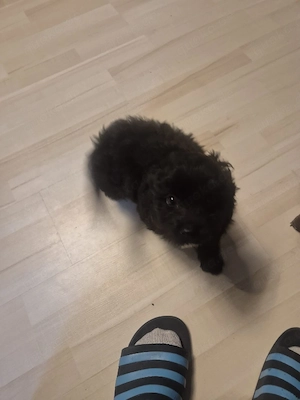 Pudel- Chihuahua Mix  Chipoo , männlich, 10 Wochen, entwurmt Bild 7