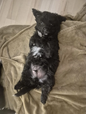 Pudel- Chihuahua Mix  Chipoo , männlich, 10 Wochen, entwurmt Bild 3