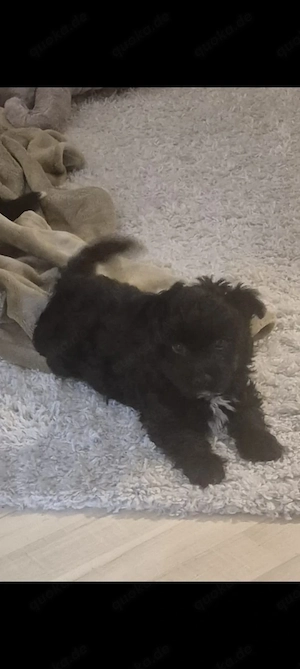 Pudel- Chihuahua Mix  Chipoo , männlich, 9 Wochen, entwurmt