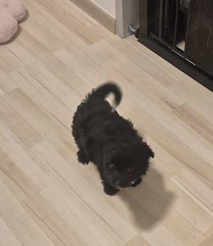 Pudel- Chihuahua Mix  Chipoo , männlich, 10 Wochen, entwurmt Bild 9