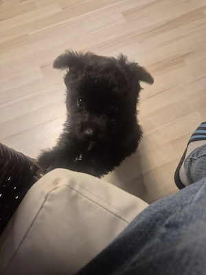 Pudel- Chihuahua Mix  Chipoo , männlich, 10 Wochen, entwurmt Bild 8