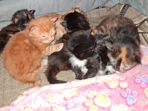 Wir haben Kitten mit wenig Inzucht mit Stammbaum