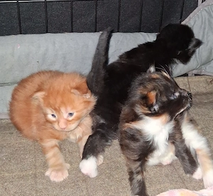 Wir haben Kitten mit wenig Inzucht mit Stammbaum