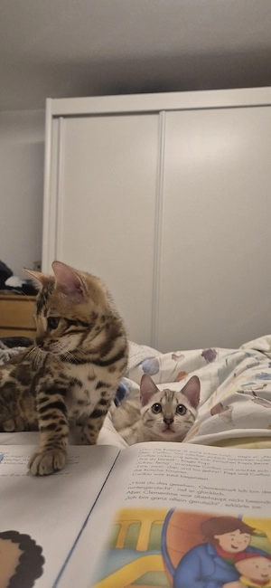 Zwei Kätzchen Babys 