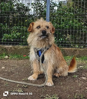 KENNY    kleiner Sonnenanbeter sucht sein Zuhause Bild 10