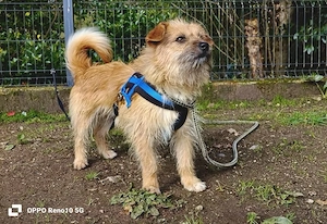 KENNY    kleiner Sonnenanbeter sucht sein Zuhause Bild 4