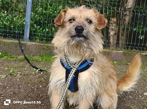 KENNY    kleiner Sonnenanbeter sucht sein Zuhause Bild 2