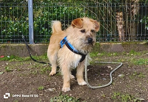 KENNY    kleiner Sonnenanbeter sucht sein Zuhause Bild 5