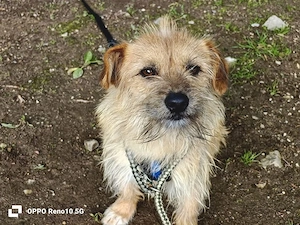 KENNY    kleiner Sonnenanbeter sucht sein Zuhause Bild 8