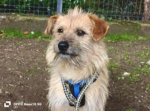 KENNY    kleiner Sonnenanbeter sucht sein Zuhause Bild 7