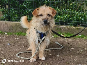 KENNY    kleiner Sonnenanbeter sucht sein Zuhause Bild 6