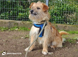 KENNY    kleiner Sonnenanbeter sucht sein Zuhause Bild 9