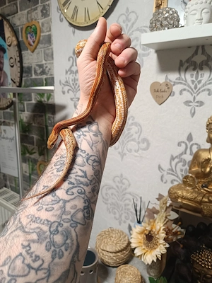 Kornnatter 0.1 von 2024