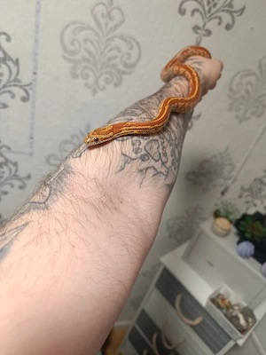 0.1 Kornnatter Nominat-Tessera 