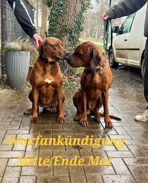 Wurfankündigung Rhodesian Ridgeback Red Wheaten Mitte Mai 2026