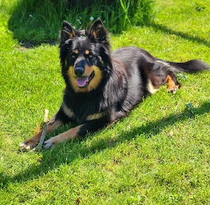 Suche eine Welpenhündin 